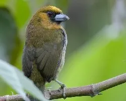 Semnornis frantzii