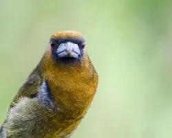 Semnornis frantzii