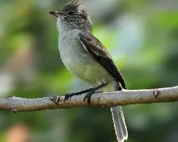 Camptostoma imberbe