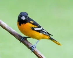 Icterus galbula
