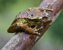 Smilisca baudinii