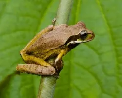 Smilisca phaeota