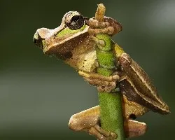 Smilisca phaeota