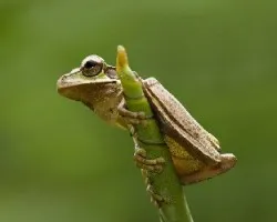 Smilisca phaeota