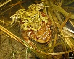 Bufo bufo
