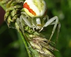Misumena vatia