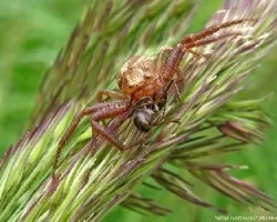 Xysticus cristatus