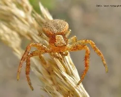 Xysticus cristatus