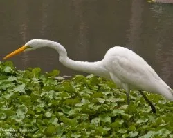Ardea alba