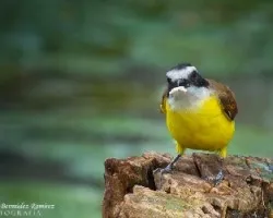 Pitangus sulphuratus