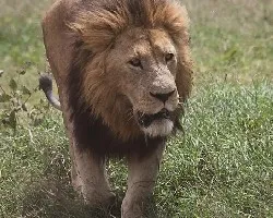 Panthera leo