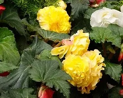 Flores variadas