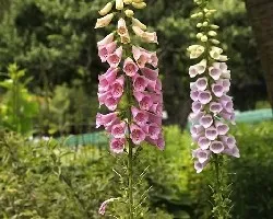 Flores variadas