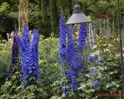 Flores variadas
