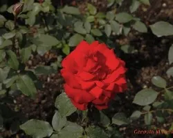 Flores variadas