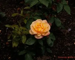 Flores variadas