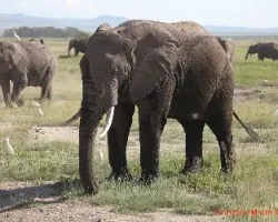Loxodonta africana