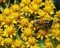 Abeja