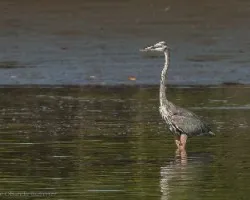Ardea herodias