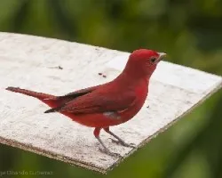 Piranga rubra