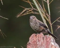 Volatinia jacarina
