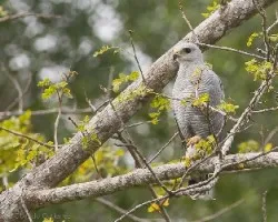 Buteo nitidus