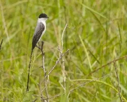 Tyrannus savana