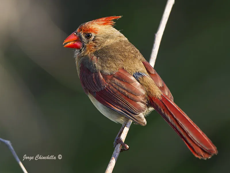 Tohokepaliga Lake, Kissimmee, Florida