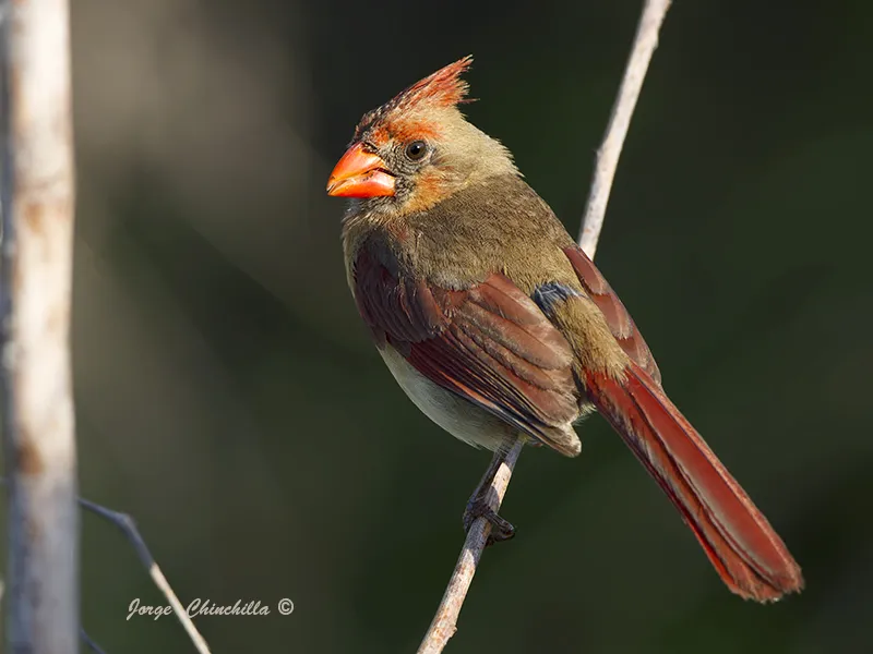 Tohokepaliga Lake, Kissimmee, Florida