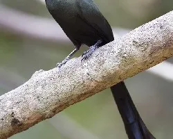 Crypsirina temia