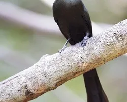 Crypsirina temia