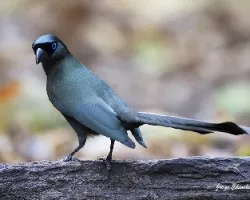 Crypsirina temia