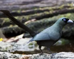Crypsirina temia