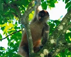 Ateles geoffroyi