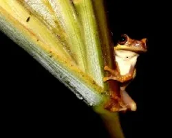 Smilisca baudinii