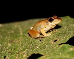 Scinax elaeochrous