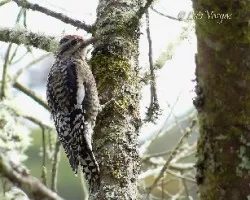 Sphyrapicus varius
