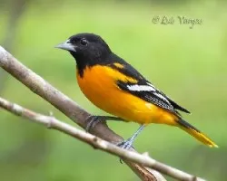 Icterus galbula