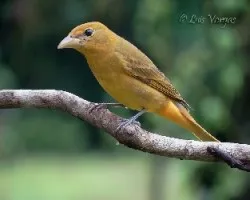 Piranga rubra