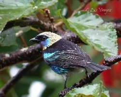 Tangara larvata