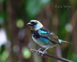 Tangara larvata