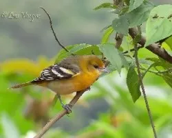 Icterus galbula