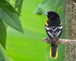 Icterus galbula