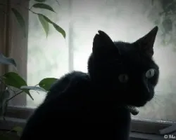 Gato negro