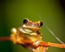 Dendropsophus ebraccatus
