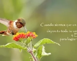 Selasphorus scintilla