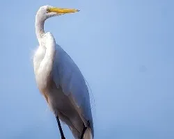Ardea alba