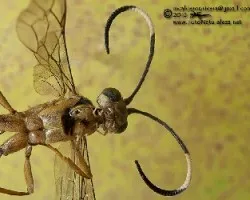 Ichneumonidae