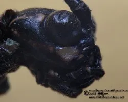 Phasmatidae