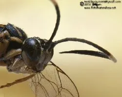 Ichneumonidae